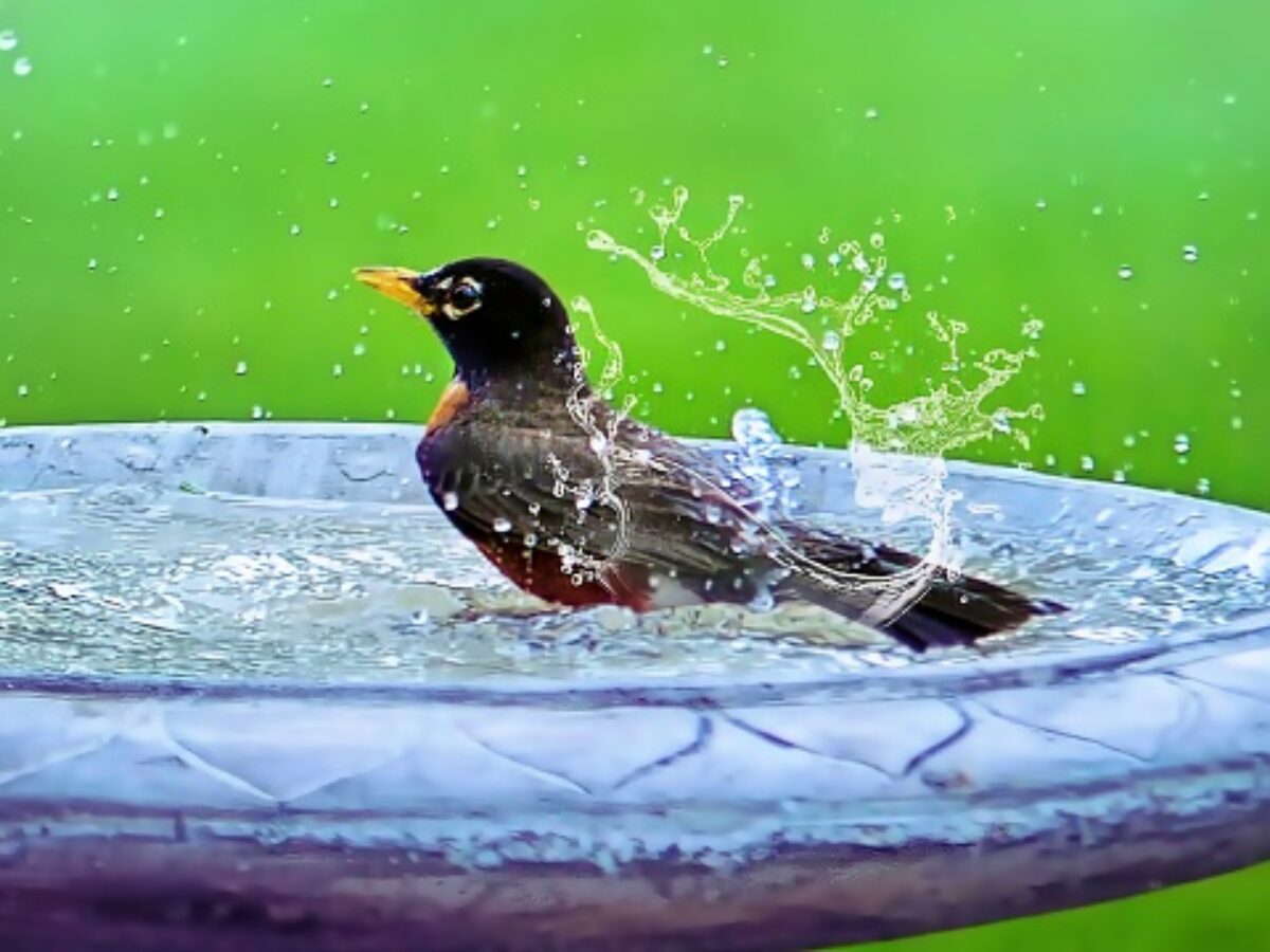 Hvad du skal vide før køber opsætter et fuglebad i din have - Mit Hus