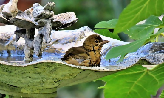 Hvad du skal vide før køber opsætter et fuglebad i din have - Mit Hus