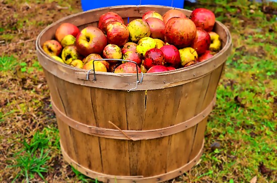 bedste æbler til cider ved produktion af æblecider