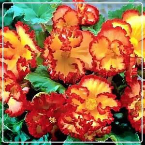 Indkøb af planter begonia gul og rød