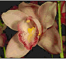 Cymbidium hybrid orkideer