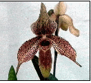 Paphiopedilum  concolor x ciliolare