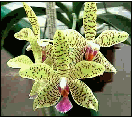 Phalaenopsis Barbara Moler x Phal. sumatrana