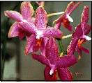 Phalaenopsis violacia hybrid