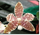 Phalaenopsis hieroglüphica