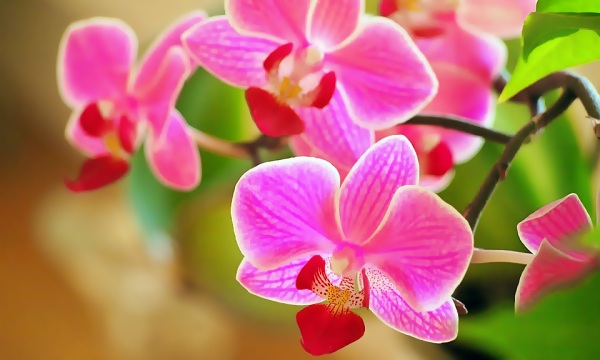 Den rigtige temperatur til dine Orkideer