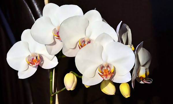 Hjælpemidler til kontrol og forbedring af vandkvaliteten til Orkideer