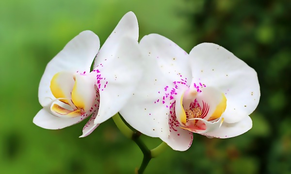 Køb Orkideer Dit første orkide indkøb