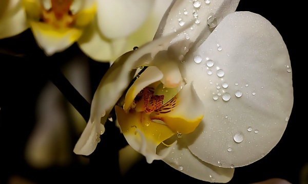 Vand og vanding af orkideer