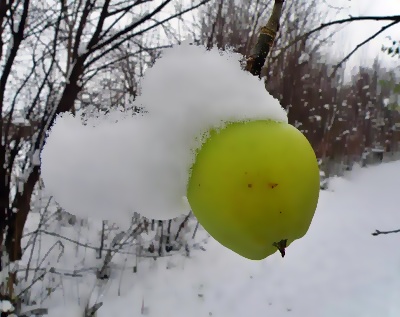 vinter frugt