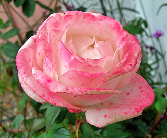 porcelænsagtig rose
