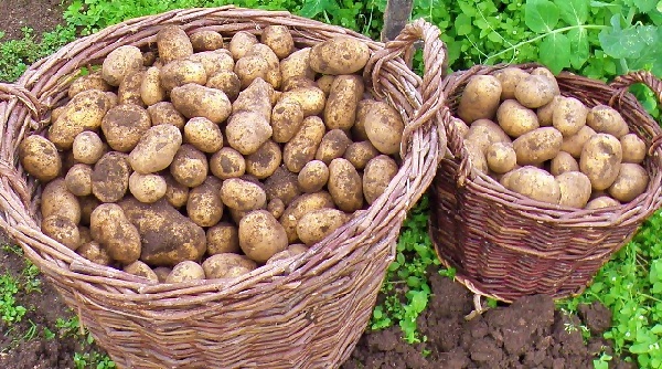 Kartoffelhøst